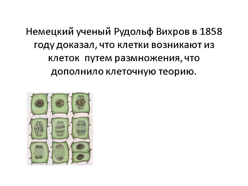 Немецкий ученый Рудольф Вихров в 1858 году доказал, что клетки возникают из клеток 